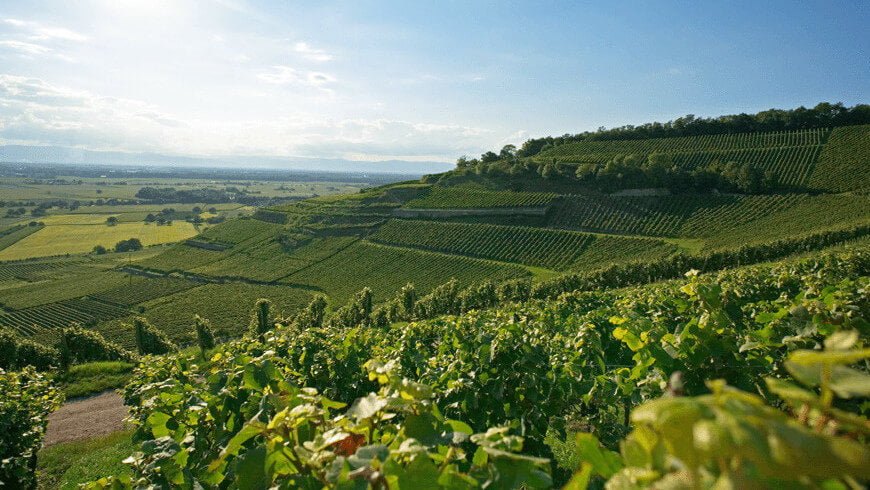 Der Weinberg Blankenhornsberg in Freiburg und im Hintergrund der Auslick auf die Vogesen.